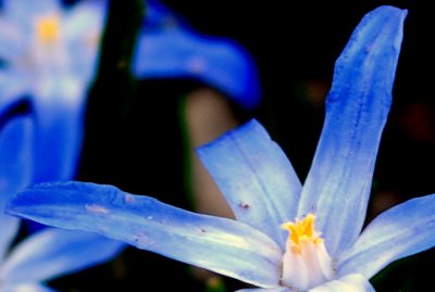 flower11.jpg