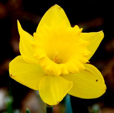 flower12.jpg