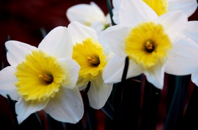 flower14.jpg