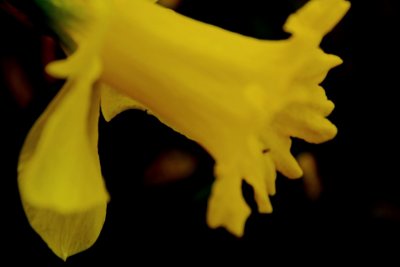 carls_flowers