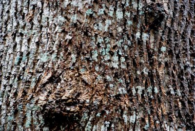 pathway_bark.jpg