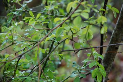 pathway_green.jpg