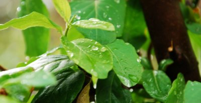 pathway_green02.jpg