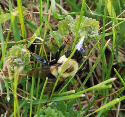 Bee02.jpg