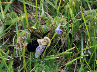 Bee03.jpg
