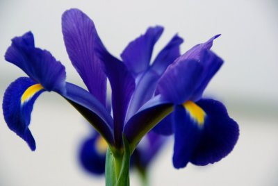 BlueFlower.jpg