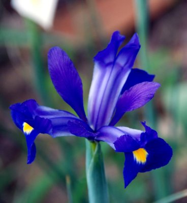 BlueFlower02.jpg