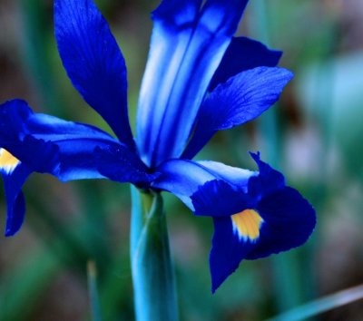 BlueFlower03.jpg