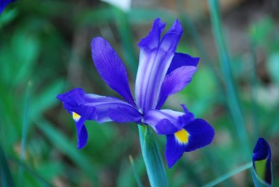 BlueFlower04.jpg
