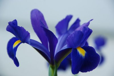 BlueFlower05.jpg