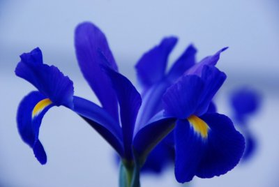 BlueFlower06.jpg