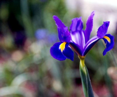 Flower01.jpg