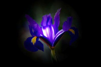 Flower04.jpg