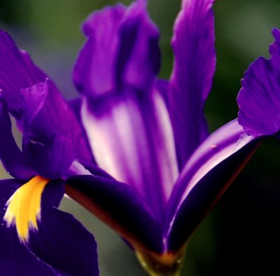 Flower05.jpg