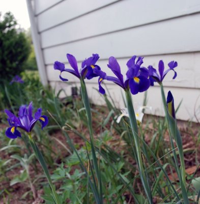 Flower06.jpg