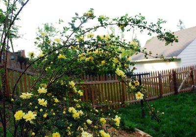 Flowers.jpg
