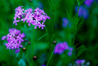PinkFlowers.jpg