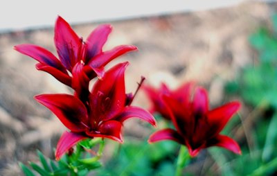 RedLillies.jpg