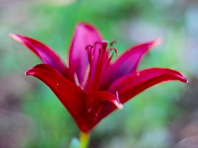 RedLillies02.jpg