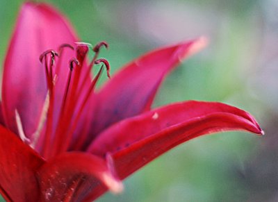 RedLillies03.jpg