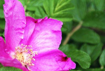 Rose03.jpg