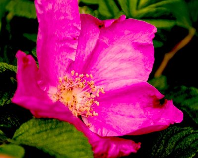 Rose04.jpg