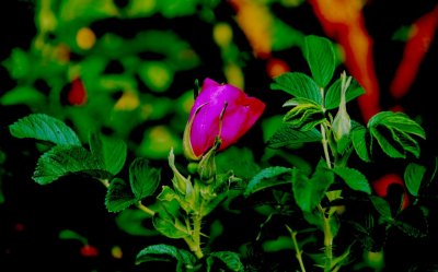 Rose05.jpg