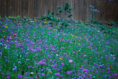 WIldFlowers07.jpg