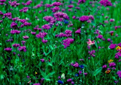 WildFlower03.jpg