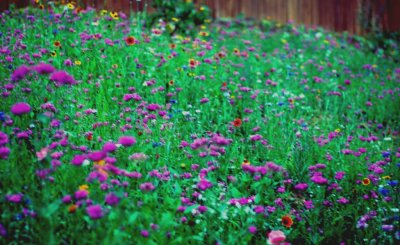 WildFlower04.jpg