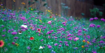 WildFlowers06.jpg