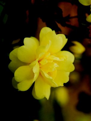 YellosFlower09.jpg