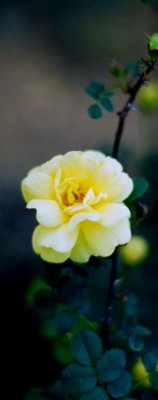 YellowFlower.jpg