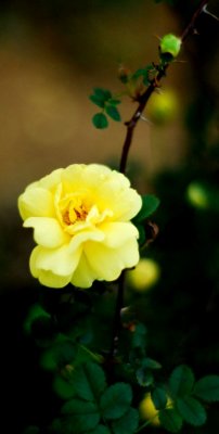YellowFlower02.jpg