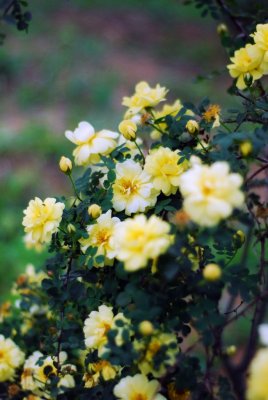 YellowFlower03.jpg