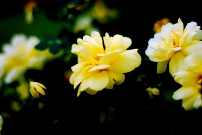 YellowFlower05.jpg