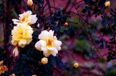 YellowFlower06.jpg