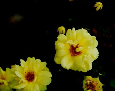YellowFlower07.jpg