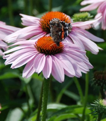 Butterfly02.jpg