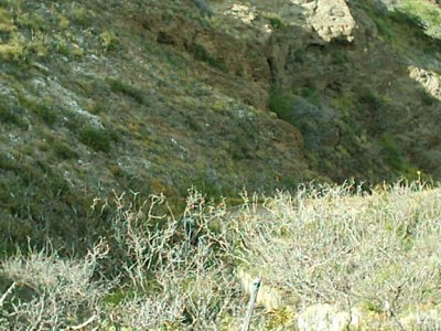 DIAMOND HEAD CLIMB5.JPG