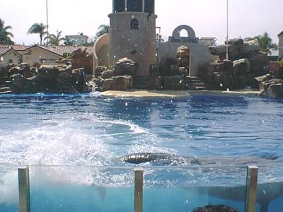 SEAWORLD 7.jpg