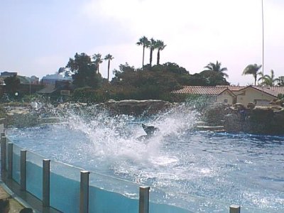 SEAWORLD SPLASH.jpg