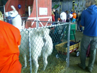 09-02-07_petting zoo