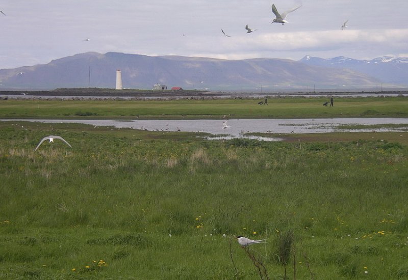 Arctic terns nesting in their colony