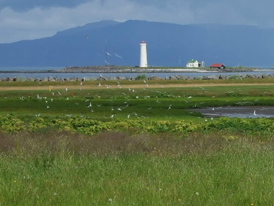 Colony of arctic terns