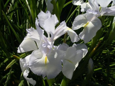 Iris in my friends garden