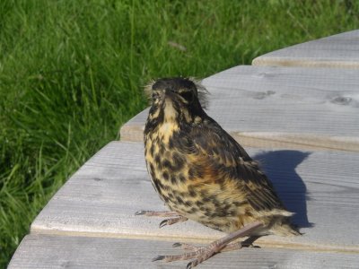 Young redwing