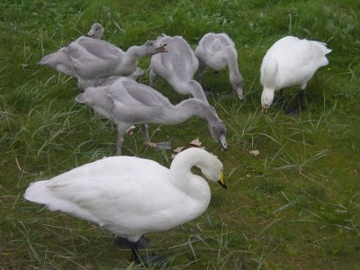 Hungry family