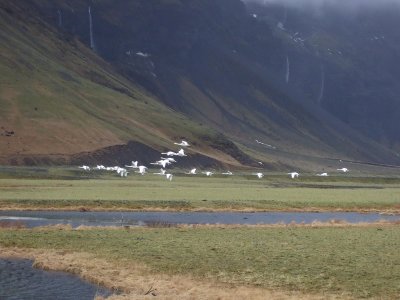 Icelandic wilderness