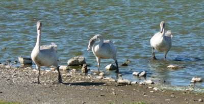 Young swans